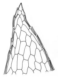 Fissidens dealbatus, leaf apex. Drawn from C.R. Spragg 93, AK 291813.
 Image: R.C. Wagstaff © Landcare Research 2014 